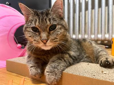 Suzie the cat lying with her feet over a cardboard scratcher
