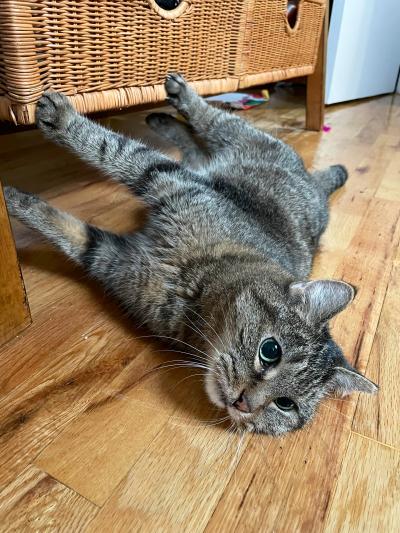 Suzie the cat lying on the floor with her feet up on a piece of wicker furniture