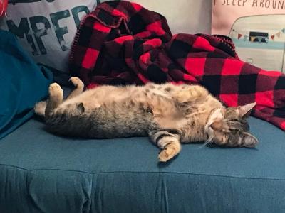 Tallie the cat sleeping upside-down on a couch by a red and black plaid blanket