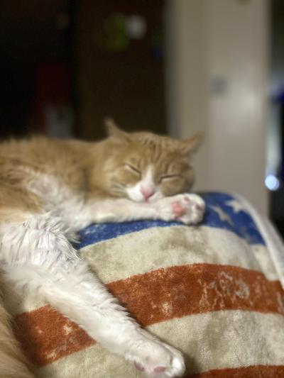 Tebow the cat sleeping on a red, white and blue blanket