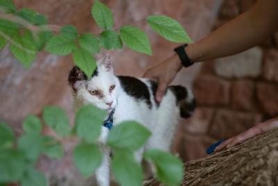 Van Gogh the cat behind some leaves with a hand holding him