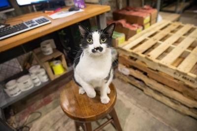 Krueger the cat sitting on a stool in front of some pallets in the warehouse