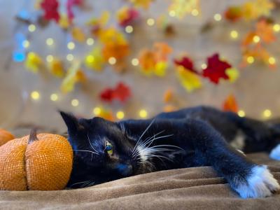 Petey the cat lying next to a pumpkin with lights and fall-colored leaves in the background