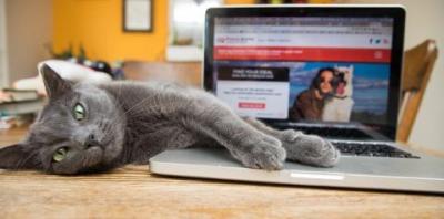 Gray cat lying next to computer