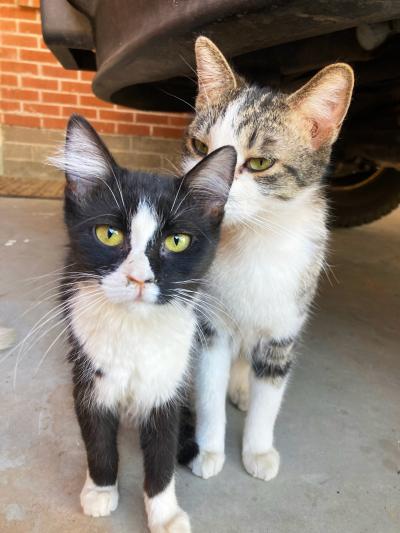 Georgie and BeeBee, two of the Poets Square Cats, with one sniffing the other