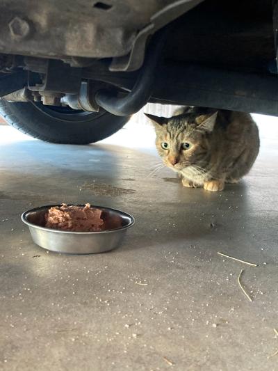 Lola the cat under a car with a bowl of food in front of her