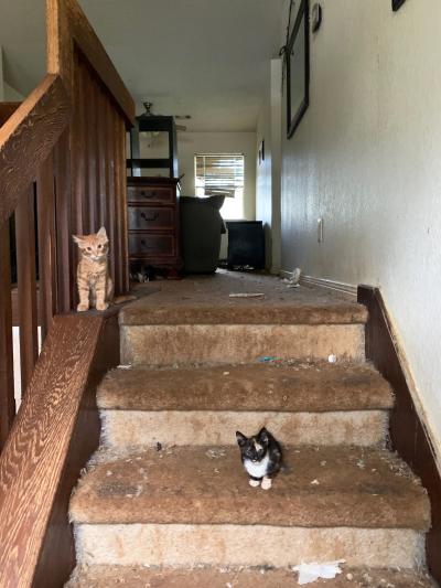 Two kittens on some stairs with debris around them from the house in Texas