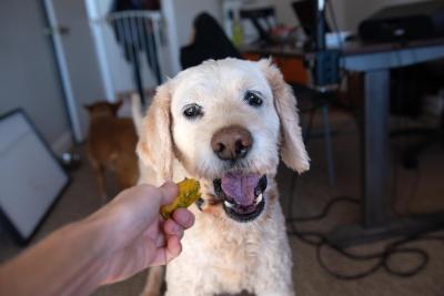 Person's hand feeding a homemade dog treat to a dog