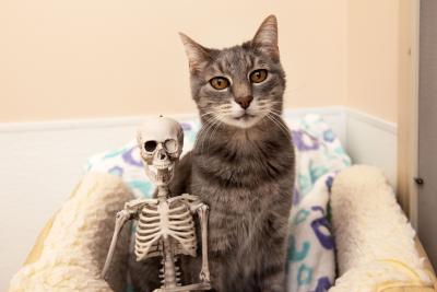 Small skeleton decoration in a cat bed next to a gray tabby cat