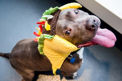 Smiling dog wearing a taco costume on his head
