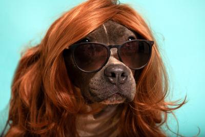 Dog wearing sunglasses and a wig