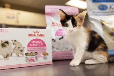 Calico kitten sitting in front of a variety of packages of kitten food