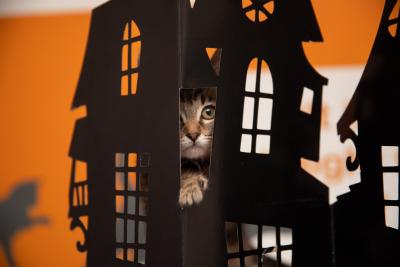 Kitten peeking out a cardboard Halloween house