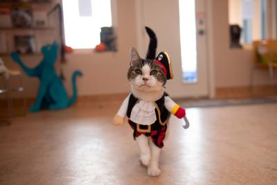 Cat wearing a pirate costume walking forward