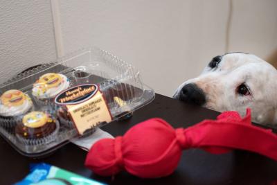 Dog looking up on table at package of cupcakes