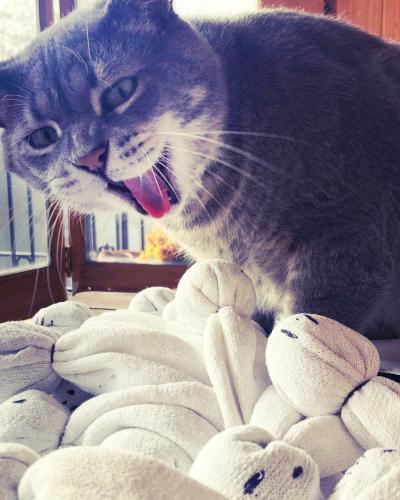 Cat with mouth open surrounded by a bunch of catnip ghost toys