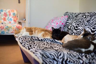 Chameleon the cat lying on a couch with a litter of kittens