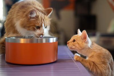 Chameleon the cat eating from a bowl while a kitten watches