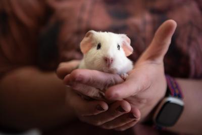 Person holding a white guinea pig in their hands
