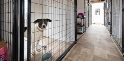 Black and white dog staring out of kennel