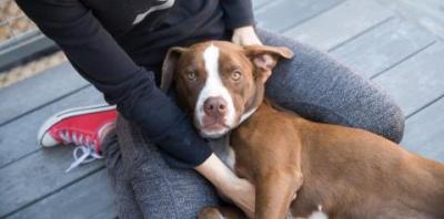 Brown dog lying between a person&#039;s knees