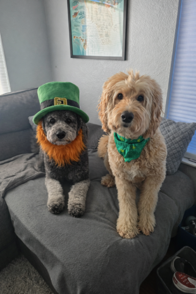 Bentley the doodle dressed as a leprechaun beside Kirby the other doodle wearing a green bow