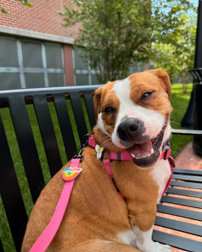 Cheecky the dog outside sitting on a bench with her mouth open in a smile