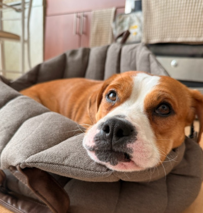 Cheecky the dog lying with her head down in a dog bed