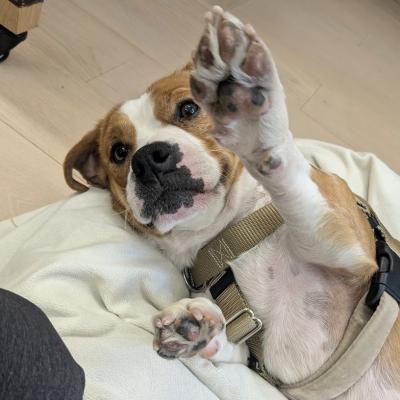 Cheecky the dog lying down with her paw up