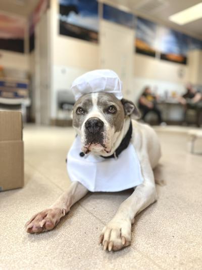 Chef Kota the dog lying on the floor wearing a chef's hat and coat