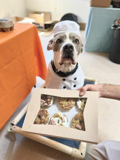 A person's hand holding a box of baked treats in front of Chef Kota the dog