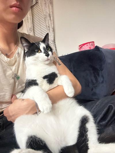 Person holding Chef the cat in their lap