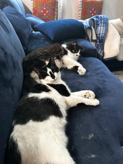 Chef the cat sleeping beside another black and white cat on a couch