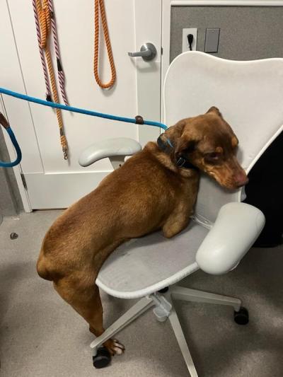 Vera the dog attempting to climb onto an office chair with her rear legs still on the ground