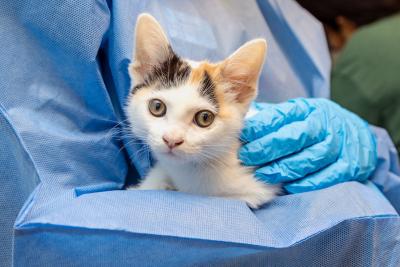 Person wearing protective gear including rubber gloves holding a calico kitten