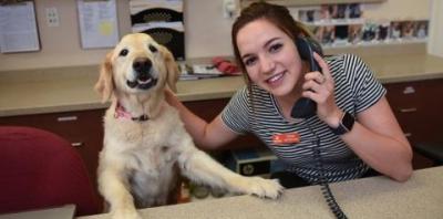Tan dog standing with front paws on desk next to person in black and white shirt answering phone