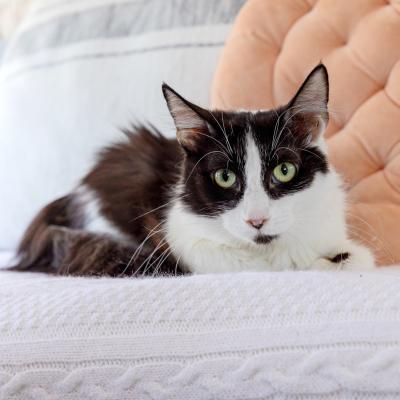Orpha the black and white cat lying on a blanket beside a cushion