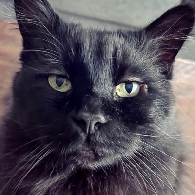 The Mayor, the black cat