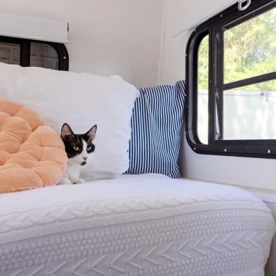 Orpha the black and white cat lying on a couch