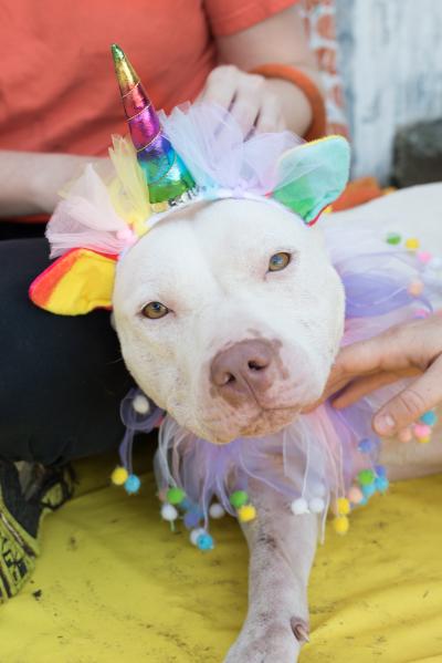 White dog dressed as a rainbow unicorn