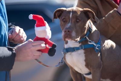 Person holding a Santa plush toy in front of a brown and white dog