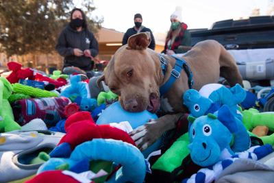 Queen Bee the dog in a large pile of stuffed toys