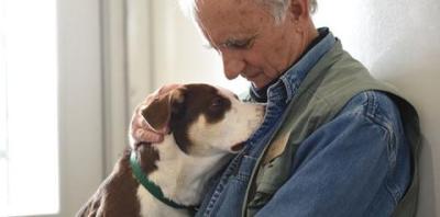 Brown and white dog resting chin on man&#039;s chest