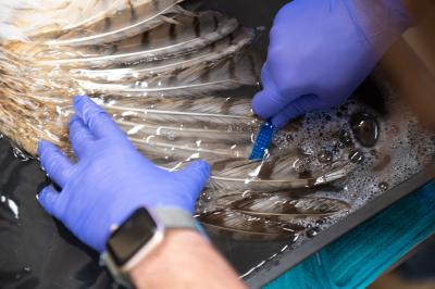 Gloved hands cleaning the cement off the great horned owl's wings with a toothbrush