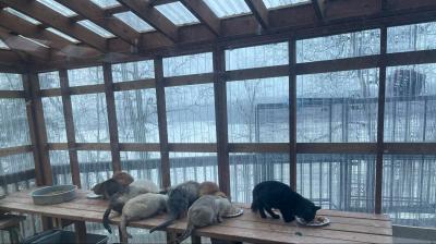 Group of barn cats eating