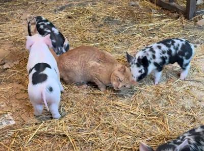 Milo the cat in straw with piglets
