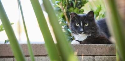 Black and white feral cat lying on a ledge