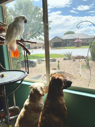 Simon the cockatoo looking out a big window with two dogs below him