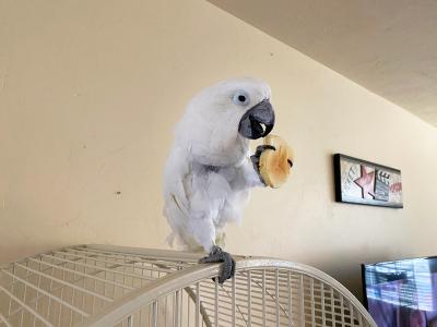 Simon the cockatoo perched on top of his enclosure holding a pancake in his foot