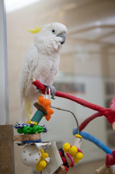 Spiderman the cockatoo on a colored perch with toys
